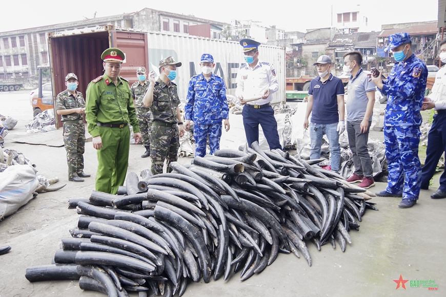 Phát hiện, thu giữ gần 1,6 tấn ngà voi nhập lậu